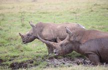 Nairobi National Park and Giraffe Centre Guided Safari Tour