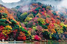 Ultimate Kyoto Arashiyama Tour: Bamboo, Monkeys & Hidden Gardens