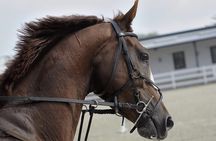 Private Horseback Riding Experience in Doha