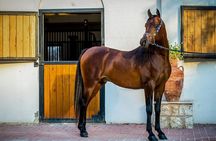 Private Horseback Riding Experience in Doha