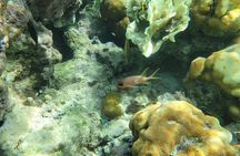 3-Hour Guided Jet Ski Snorkeling Tour on San Pedro Barrier Reef