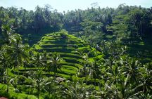 Bali Half Day-Tour: Ubud Night Trip Packages