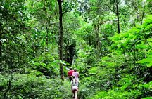 Bali Jungle Trekking in Beautiful Rainforest