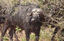 Game drive and short rhino walk