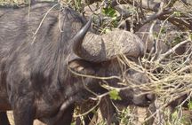 Game drive and short rhino walk
