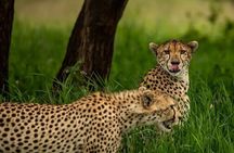 Big Five Luxury 7 Days Safari Tour in Arusha 
