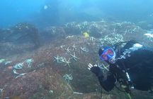 Diving excursion in Quintay