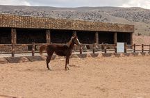 2 Hour Trail Ride to Little Petra-Morning or Sunset