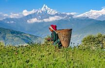Pokhara: Guided Tour to Visit 5 Himalayas View Point