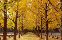 (Private tour) Nami Island + Railbike + Garden of morning calm
