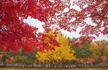 (Private tour) Nami Island + Railbike + Garden of morning calm