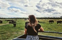 Kandy to Anuradhapura Shuttle & Safari Drive