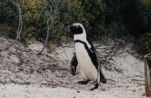 Full Day Cape of Good Hope-Cape Point Group Tour from Cape Town
