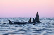 24hr Northern Lights & Whale Watching Cruise