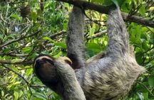 Zipline and Sloth Sanctuary Private Tour