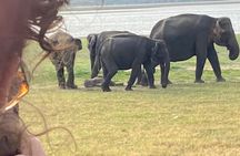  From Colombo/Negombo to Sigiriya, Dambulla Day Trip & Safari