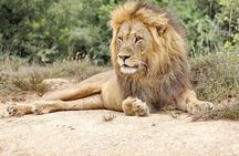 Day Tour in Addo Elephant Park and Port Elizabeth South Africa 