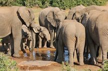 Day Tour in Addo Elephant Park and Port Elizabeth South Africa 