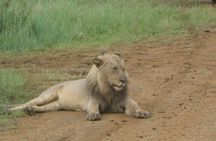 Day Tour in Addo Elephant Park and Port Elizabeth South Africa 