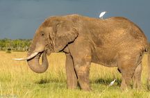 3 Days Masai Mara Tented Camp & Transport 4 x 4 Jeep