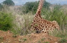 Nairobi Tour: Giraffe Center, Kobe Beads & Karen Blixen Museum