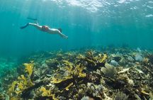 Guided Visit to Puerto Morelos with Snorkeling Included