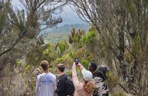 Private Kilimanjaro Day Hike to Marangu Route's Mandara Hut