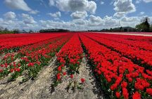 Private Guided Tour of Keukenhof Tulip Gardens & Private Windmill