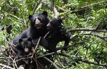 Private Tour Watching the Spectacled Bear