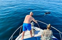 Dolphin Watching in Benalmadena