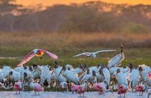 PALO VERDE NATIONAL PARK (Boat Safari, 1/2 day)