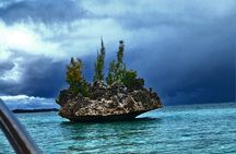 Exciting Dolphin encounters in the Maurtius's lagoon