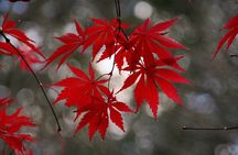 Customized Private Kyoto Tour by a local tour guide