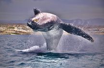 Whale Watching Experience in Cabo San Lucas