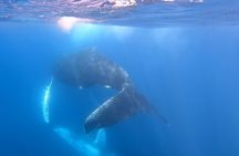 Whale Watching Experience in Cabo San Lucas