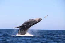 Whale Watching Experience in Cabo San Lucas