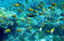 Swim with Manta Rays : Snorkeling Day Trip from Bali