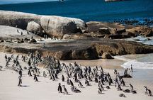 Supersaver: Cape of Good Hope and Cape Point Day Tour from Cape Town