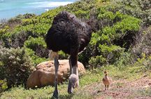 Supersaver: Cape of Good Hope and Cape Point Day Tour from Cape Town
