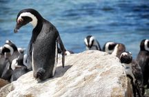 Cape Of Good Hope and Table Mountain Day Trip from Cape Town parks fees include