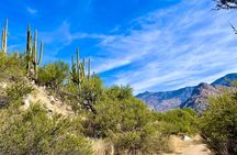 Guided 2 Hour Horseback Ride Catalina State Park Coronado Forest