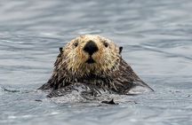 Sea Otter and Whale Watching Tour on Northern Vancouver Island