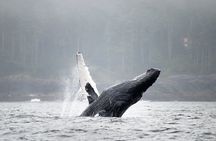 Sea Otter and Whale Watching Tour on Northern Vancouver Island