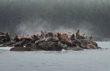 Sea Otter and Whale Watching Tour on Northern Vancouver Island