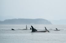 Sea Otter and Whale Watching Tour on Northern Vancouver Island