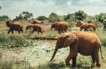 Private Tour in Nairobi Kenya with Dinner at Safari Park Hotel