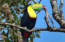  Looking for Toucans