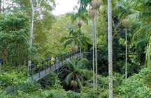 Tamborine Rainforest Skywalk + Hop on Hop off Bus