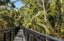 Tamborine Rainforest Skywalk + Hop on Hop off Bus