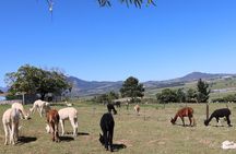 Private Wine Tour Cape Town with Local Guide, Tasting Fees Includ